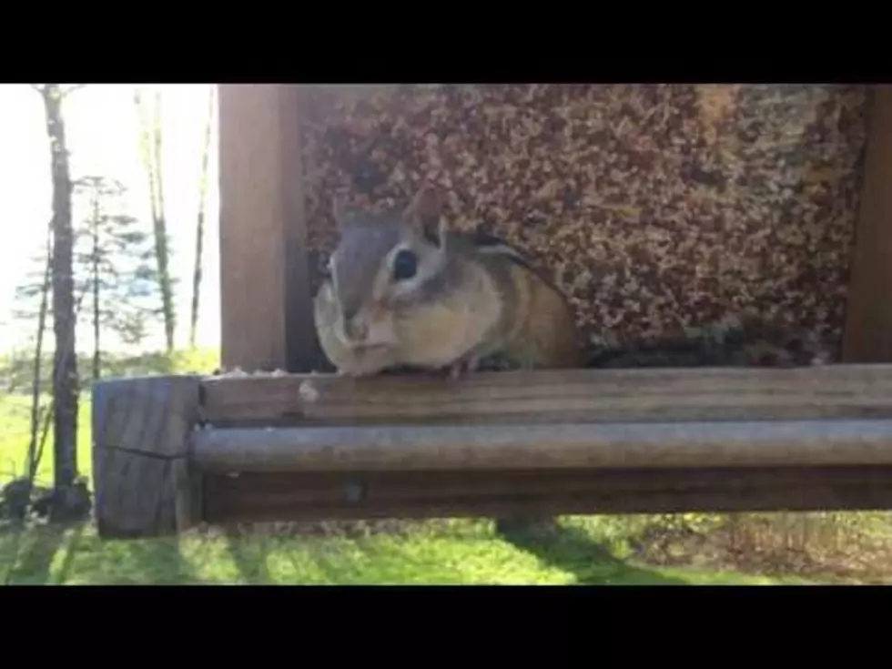 #WickedFunny: Chipmunk Gets Caught Stealing Bird Food And His Reaction Is Priceless [VIDEO]