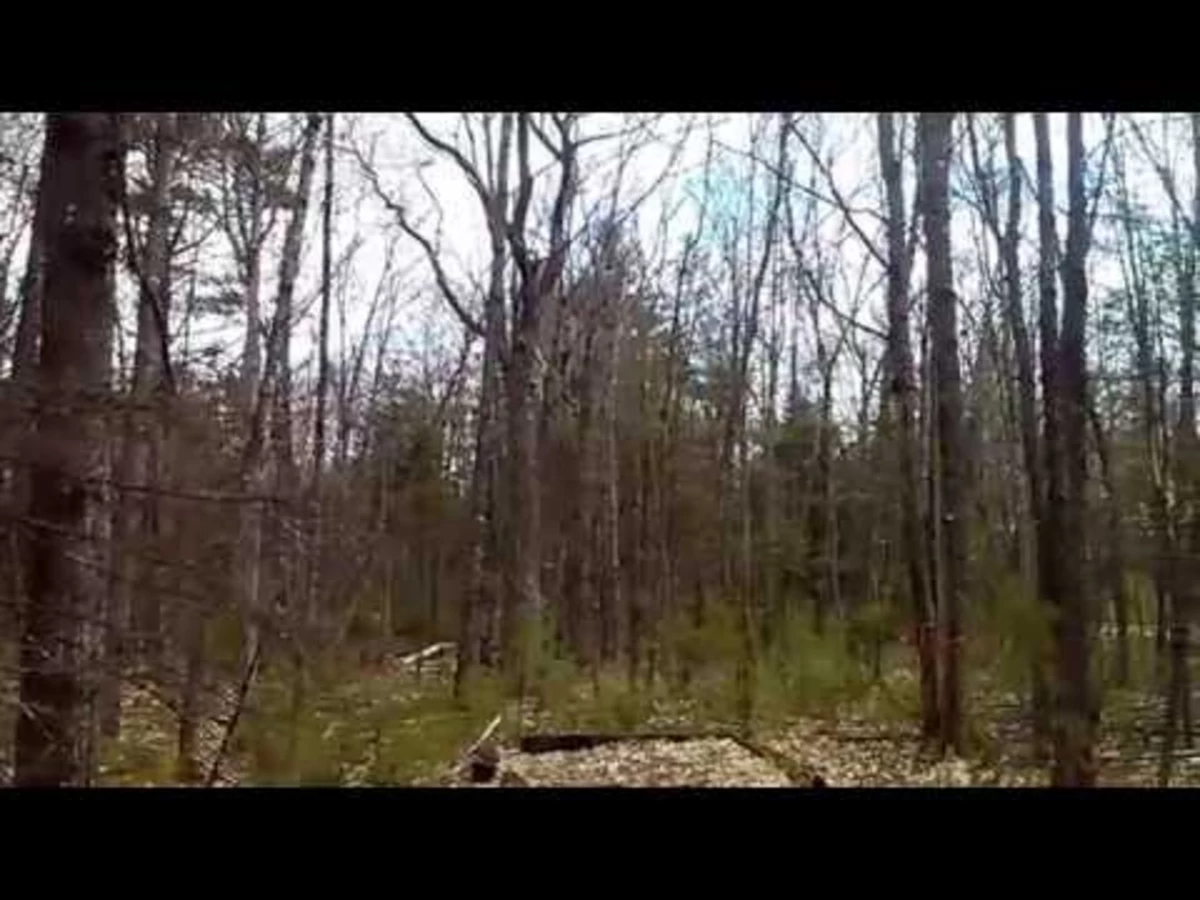 It’s Black Fly Season In Maine [VIDEO]