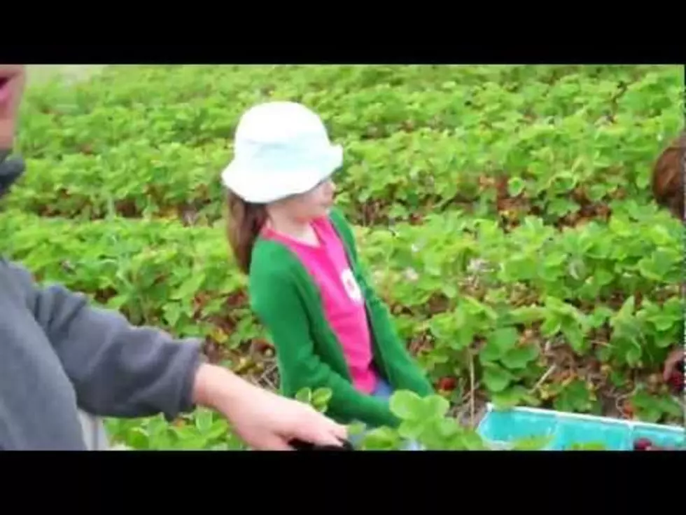 Picking Fresh Maine Strawberries [VIDEO]