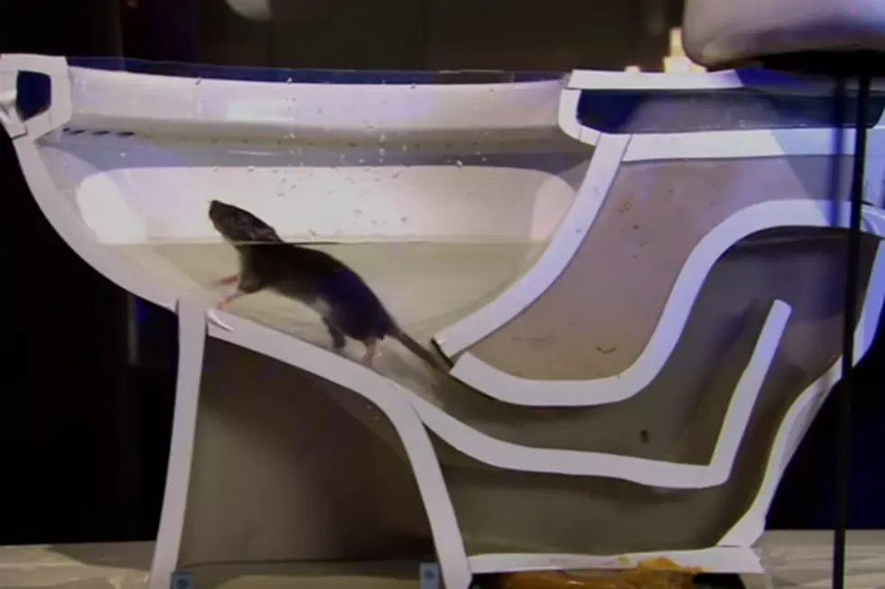 Watch How Easy It Is For A Rat To Get In Your Home [VIDEO]