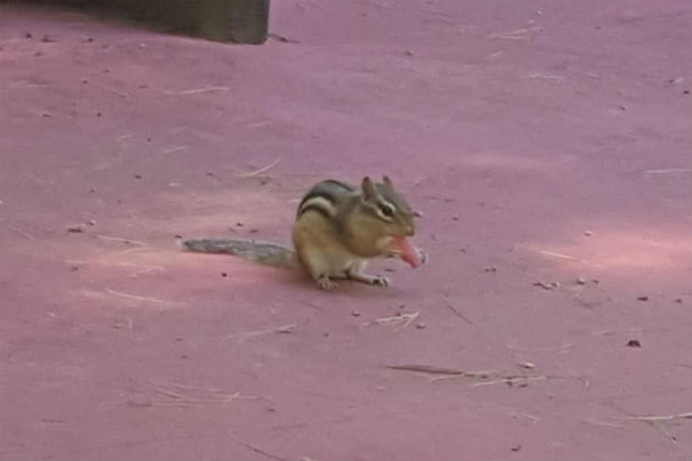 Here’s Proof that Chipmunks Will Eat Anything
