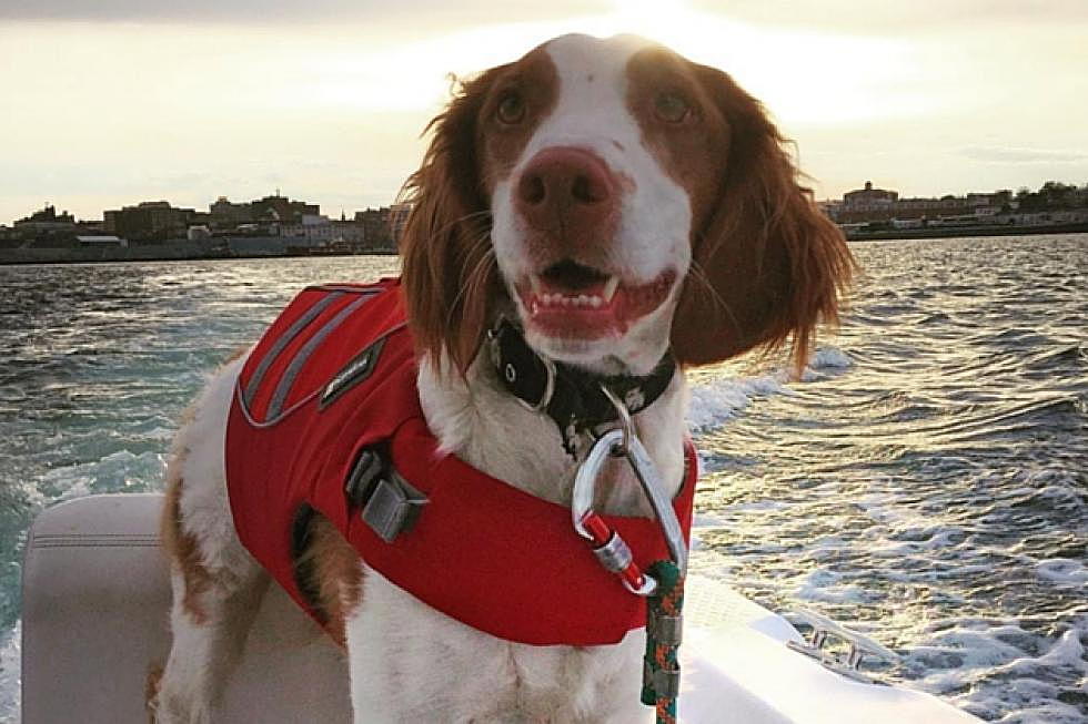 These Portland, Maine Dogs Are Having More Fun Than You