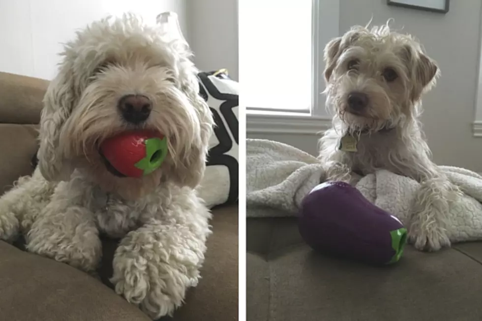 My Dogs Are Obsessed with This Toy from a Maine-Based Dog Store