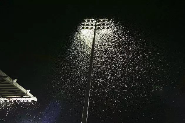 NSFW &#8211; A Swarm of Moths Big Enough to Be Seen on Radar Near Maine Border!  [VIDEO]
