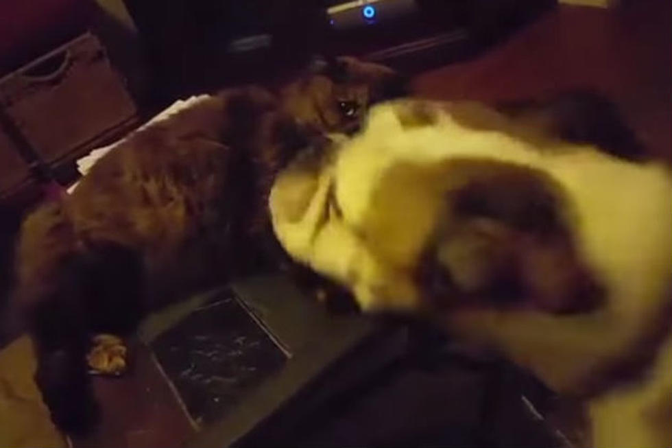 Bulldog Gets Bullied Back By Not Thrilled Cat – #WICKEDFUNNY