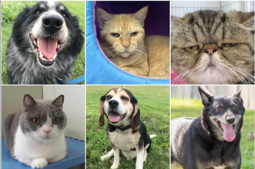 These Senior Pets in Maine Are Looking for Their Forever Homes