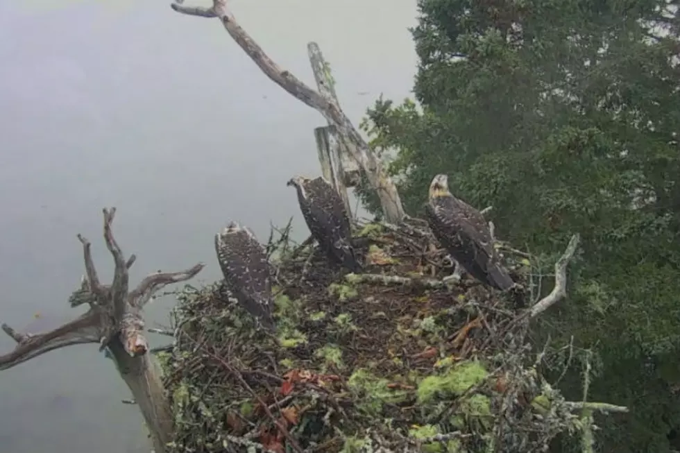 Bald Eagle Caught on Cam Snatching Osprey From Its Nest on Hog Island, Maine