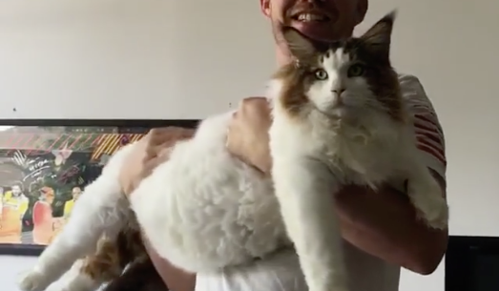 The Biggest Cat in NYC is a 28 Pound Maine Coon Cat. Ours is BIGGER! [PHOTOS]