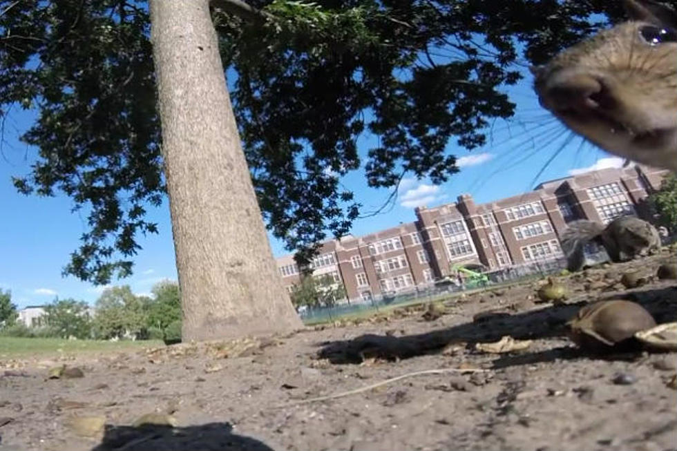 Squirrel Steals GoPro and Shows Us What It Looks Like To Climb a Tree