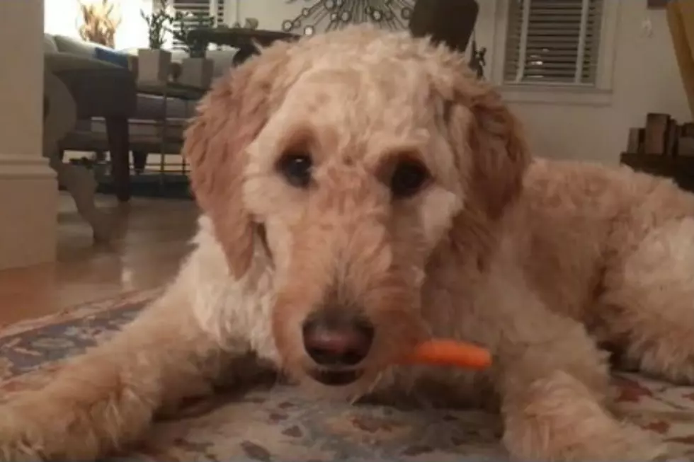 Dog Only Eats Carrots If They Are Peeled For Him First &#8211; #WICKEDFUNNY