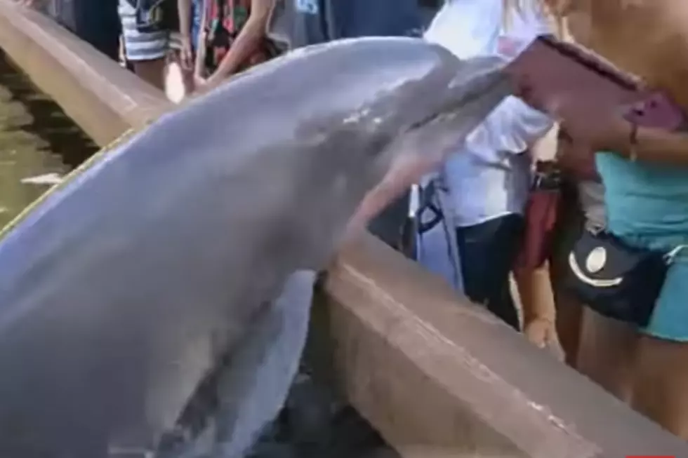 Dolphin Steals Woman&#8217;s iPad  [VIDEO]