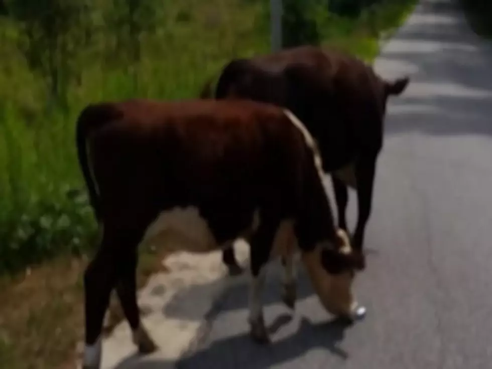 WATCH: Maine Cop Tries to Arrest a Pair of Cows in Windham