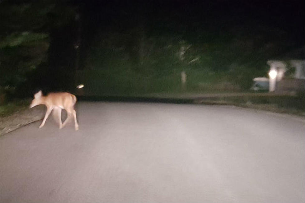 5 Things You Should Know That Will Help You Avoid Hitting a Deer in the Road