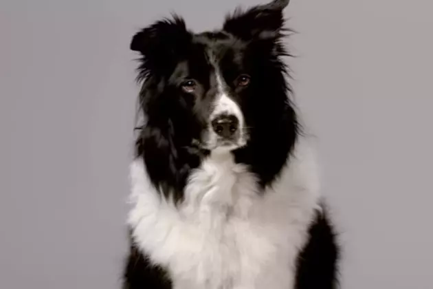 &#8216;Dogs Aren&#8217;t Born With Manners&#8217; &#8211; New Device Shocks Them Into Good Behavior  [VIDEO]