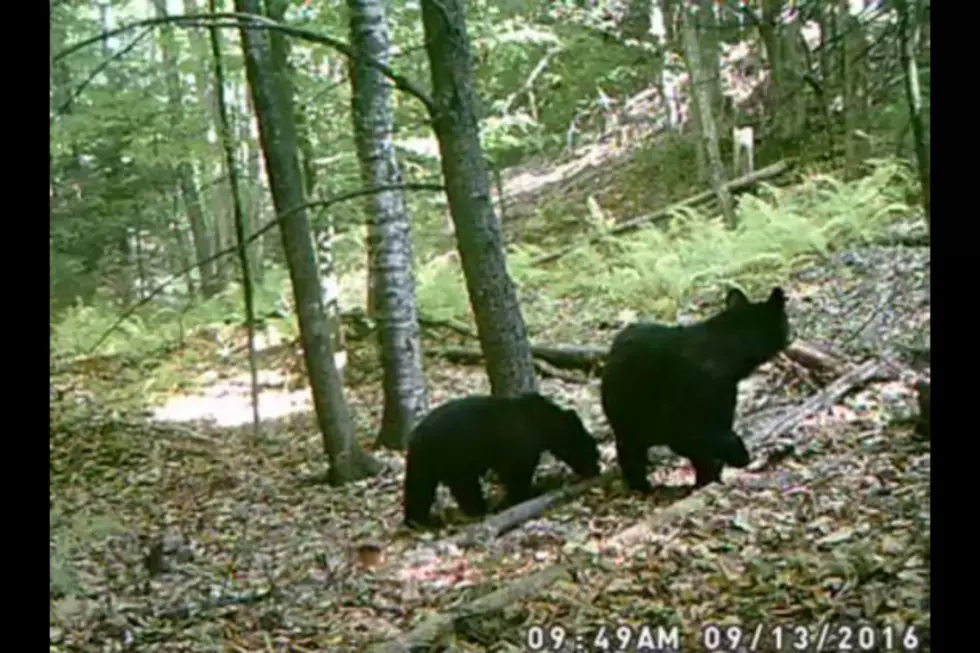 Maine Black Bear Family On Cam