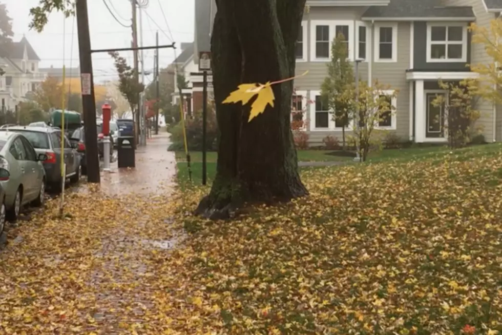 Leaf Appears to Be Suspended in Mid-Air During Rainstorm
