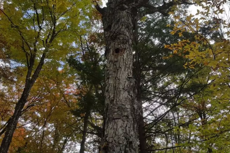 WATCH: The Woodpecker in This Hole is the Loudest Pecker I’ve Ever Heard