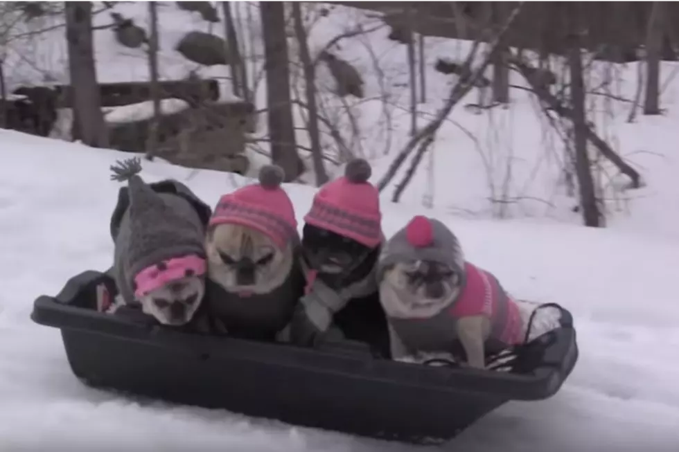 These Pugs Sledding May Be Just What You Need [VIDEO]