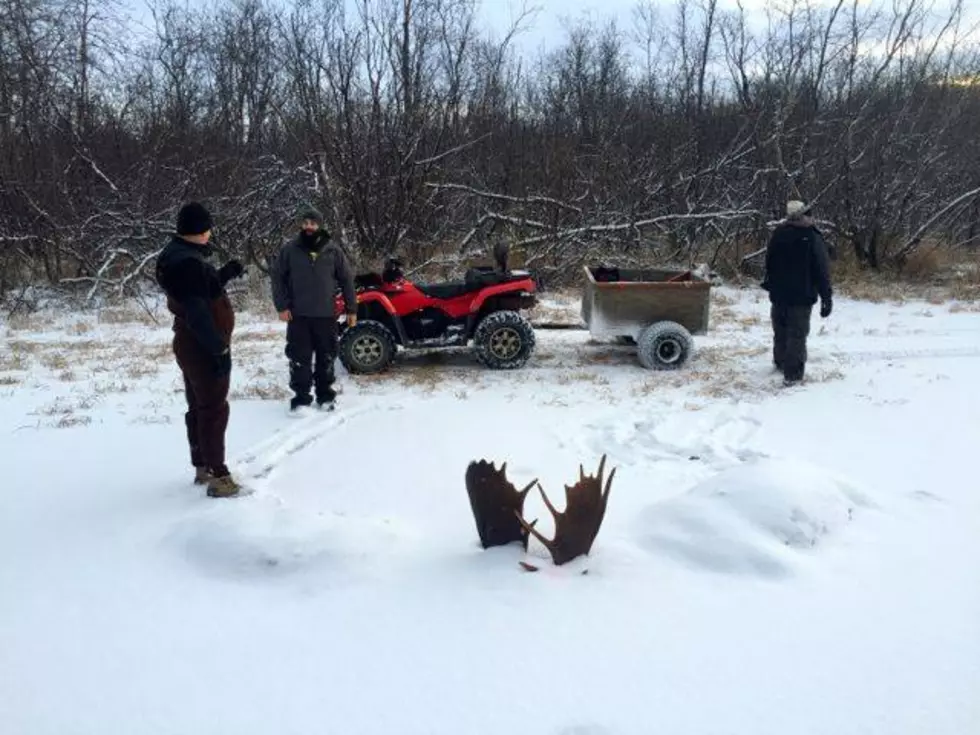Man Discovers Two Moose Frozen in River