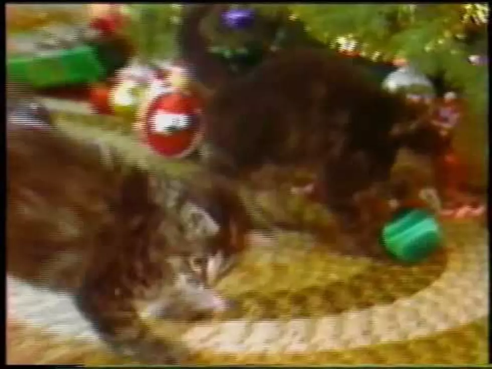 Who Remembers This Christmas Kittens Commercial From Bangor Savings Bank?