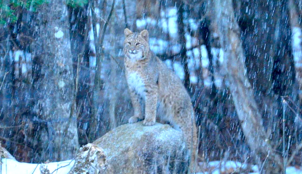 Bobcat Sighted in Greenwood in the Snow
