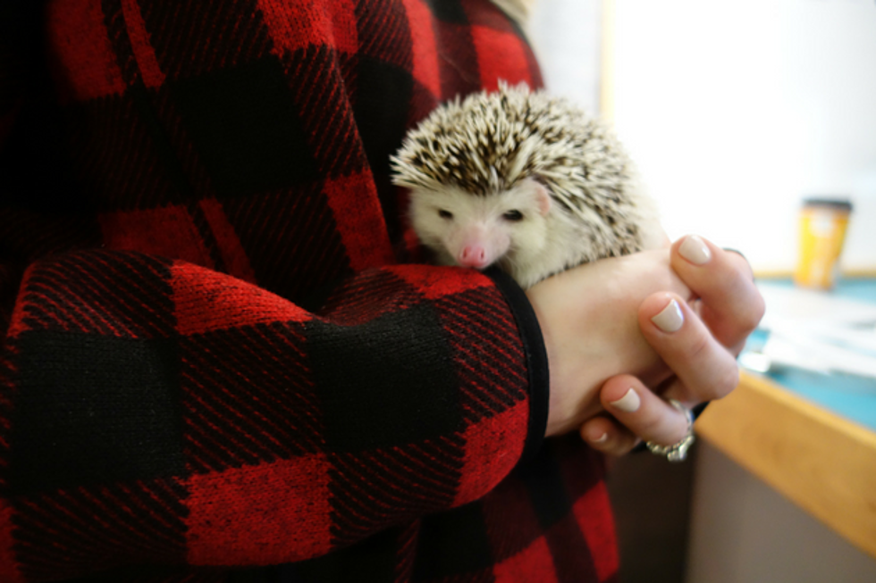 Want a Hedgehog? They’re Now Legal to Own in Maine Without a Permit