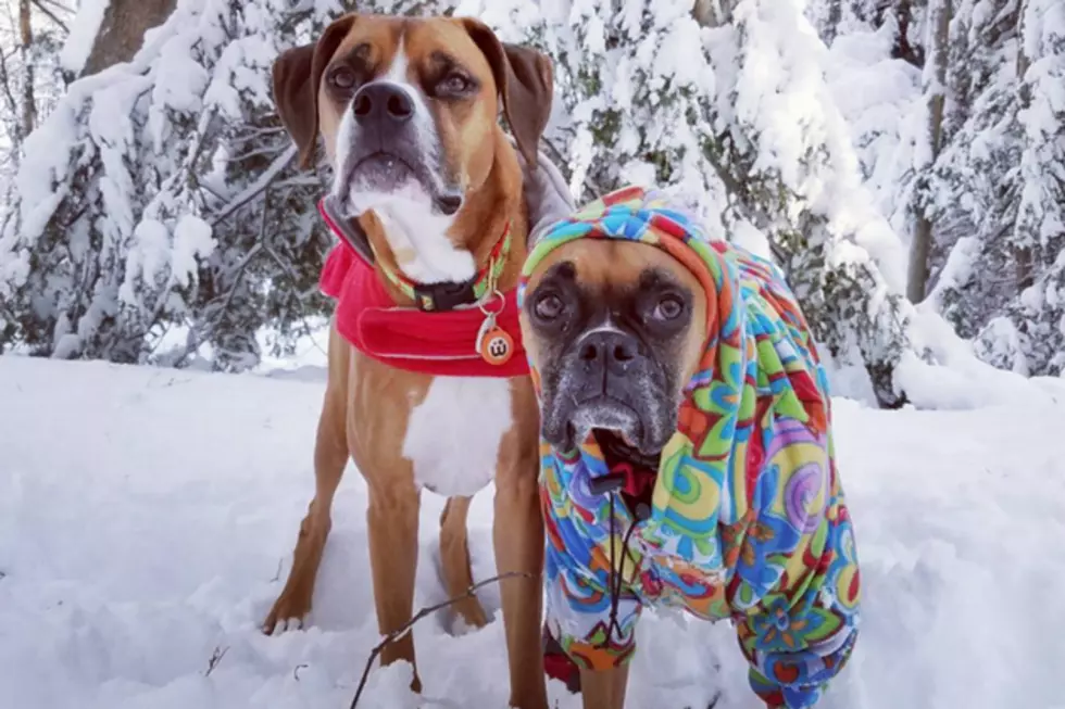 Here Are Some Cute Maine Dogs to Help You Through Your First Day Back to Work