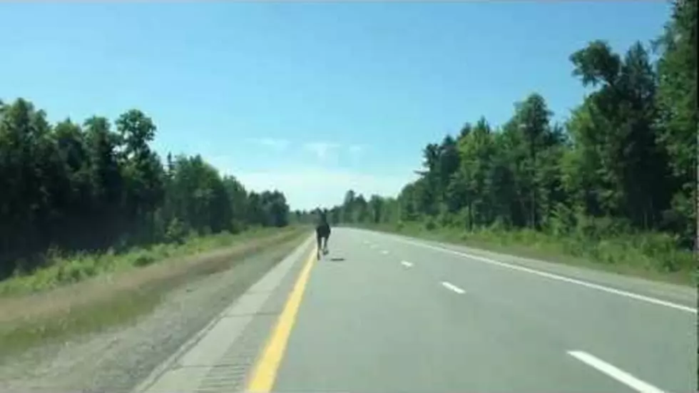 Watch a Tourist Go Nuts When He Sees a Moose Running Down 95 in Maine