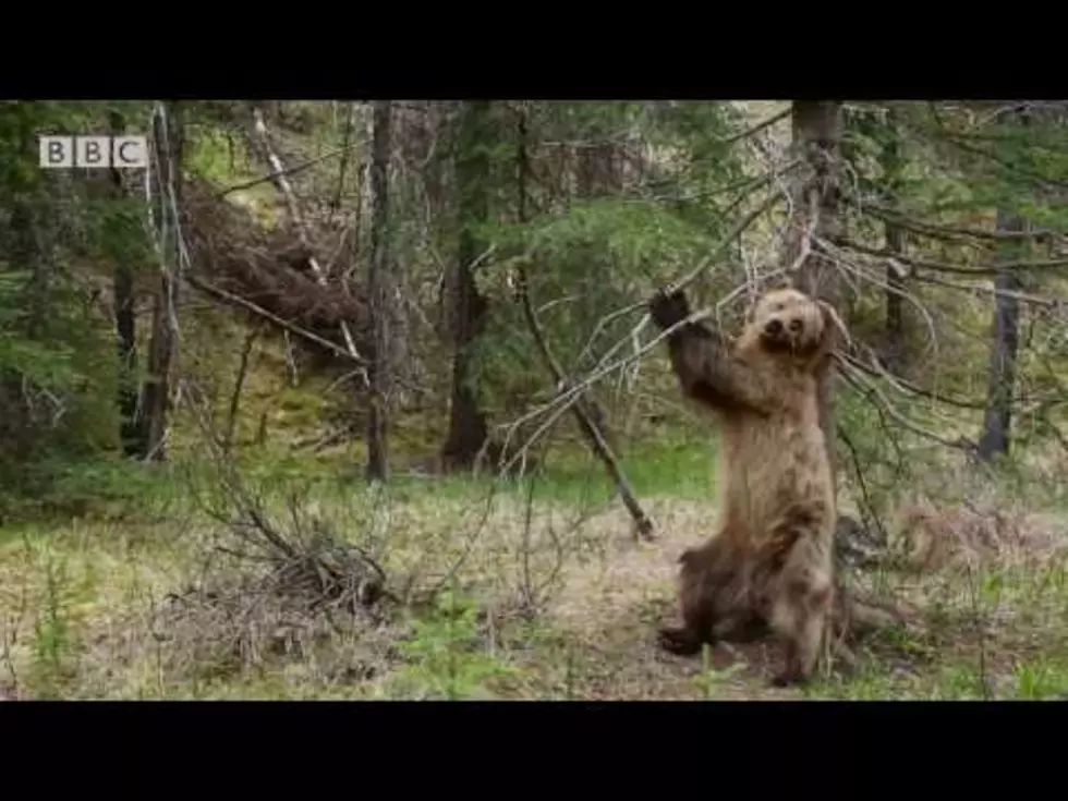 This Video Of Bears Dancing To &#8216;Jungle Boogie&#8217; Is The Best Thing Of 2017 So Far