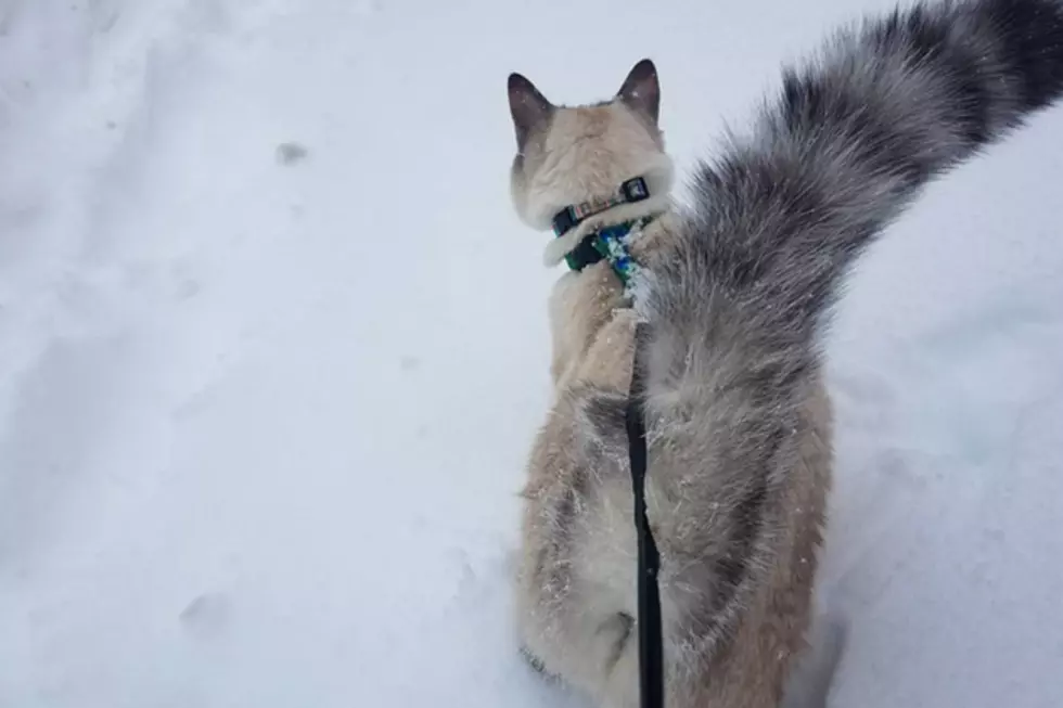 A Cat On a Leash & Other Weird Stuff Mainers Did in the Blizzard Yesterday