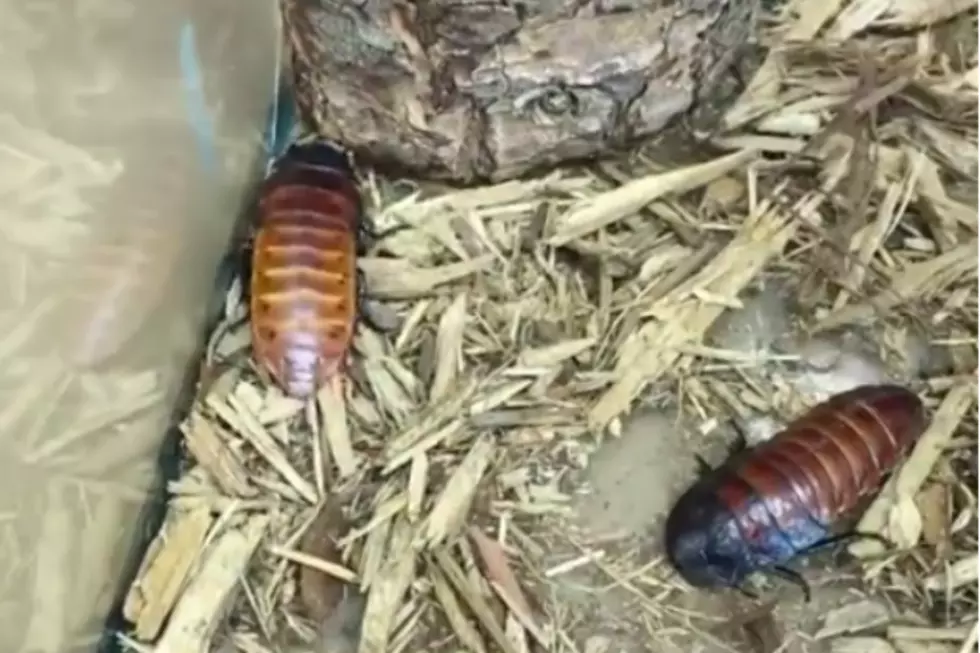 Name a Cockroach After Your Ex and Have it Fed to a Reptile for V