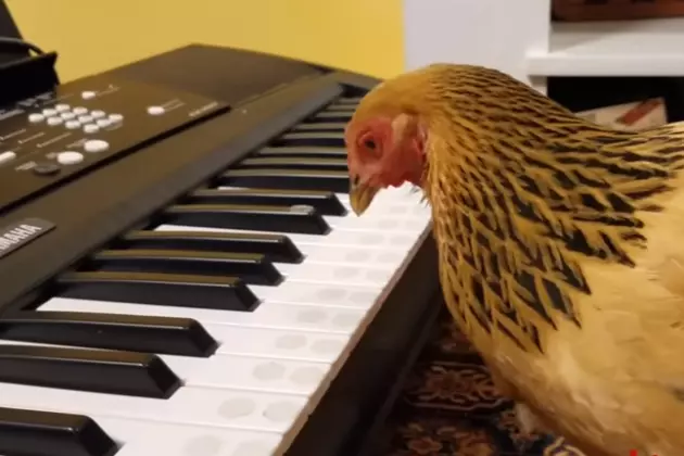 Patriotic Piano Playing Poultry &#8211; You&#8217;re Welcome  [VIDEO]