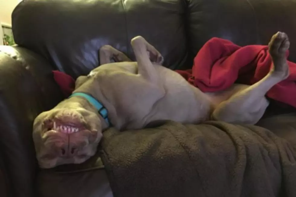 This 9-Year-Old Pit Bull Mix is Hamming It Up for the Camera to Find His Forever Home