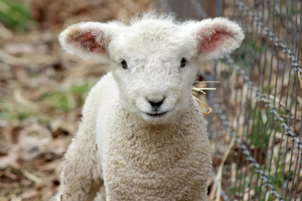 Never Mind The Giraffe, Adorable Lamb Triplets Were Born In Maine!