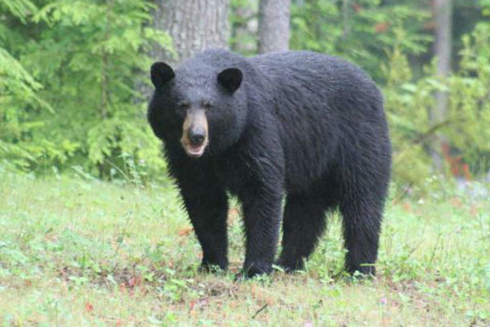 250 Pound Maine Black Bear Dies After Being Hit By Car