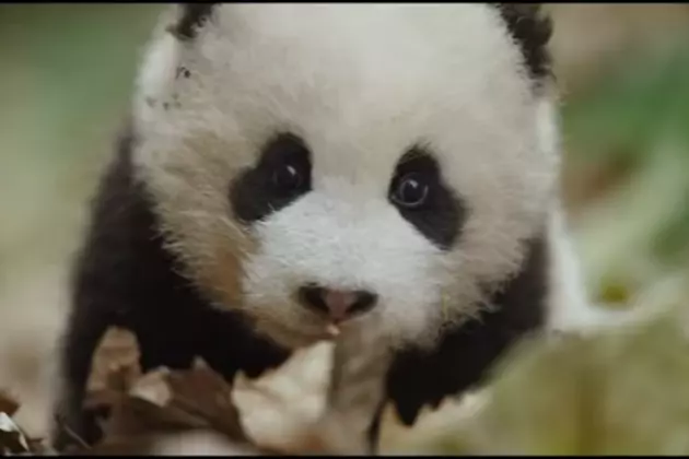 Baby Pandas in Theaters This Weekend  [VIDEO]