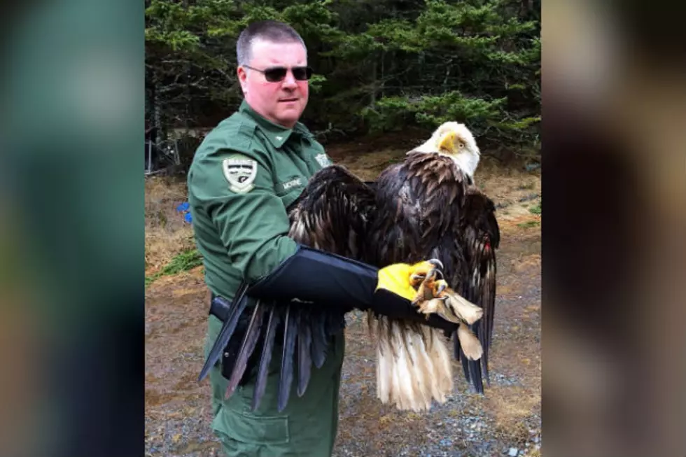 Oldest Bald Eagle In Maine Rescued By Game Wardens