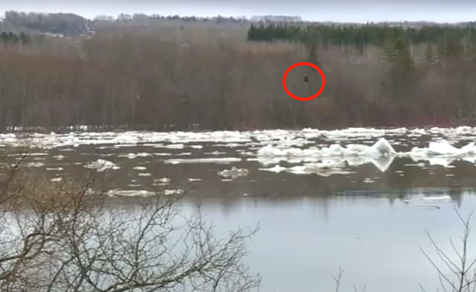 Video: Rising Floodwaters in Northern Maine Drove This Black Bear Up a Tree!