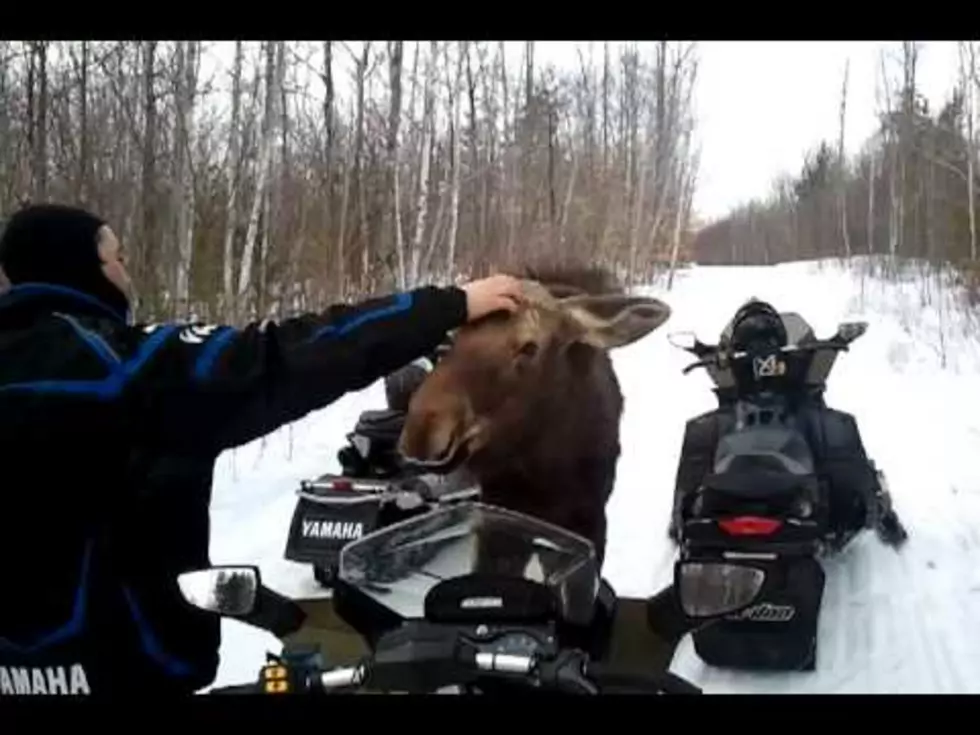Snowmobilers Have Once in a Lifetime Chance Meeting With Young Moose in Maine [VIDEO and NSFW Language]