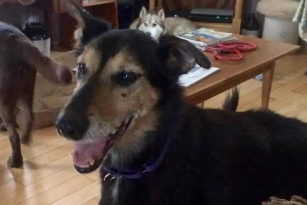 This Senior Dog Has Had a Hard Life, But She’s Still Hopeful She’ll Find Her Forever Home in Maine