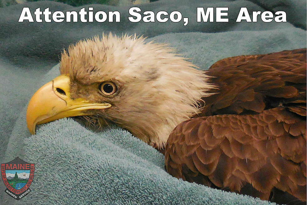 Maine Game Wardens Looking For Info on Sick Bald Eagle Found in Saco