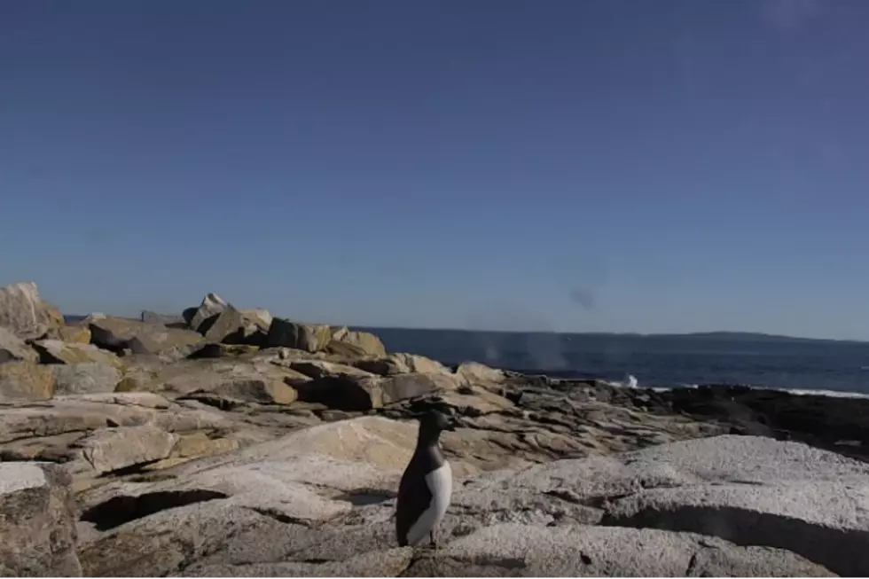 Watch: Live Stream Of Atlantic Puffins Off The Coast Of Maine [VIDEO]