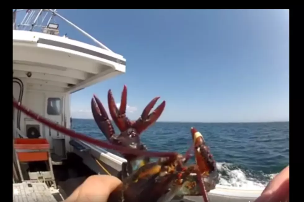 Maine Lobster With 4 Claws