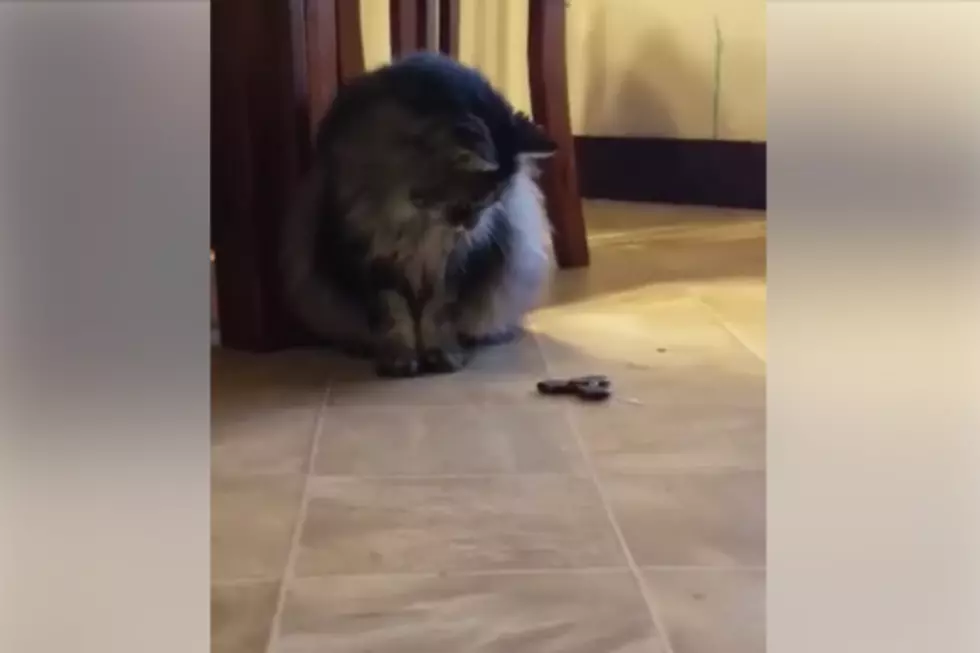 WATCH: Cat From Buckfield, Maine Doesn&#8217;t Know What to Think of a Fidget Spinner