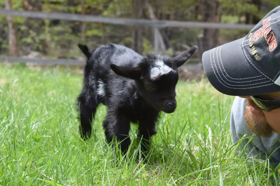 Sunflower Farm is Raffling a Private Night of Baby Goat Snuggling