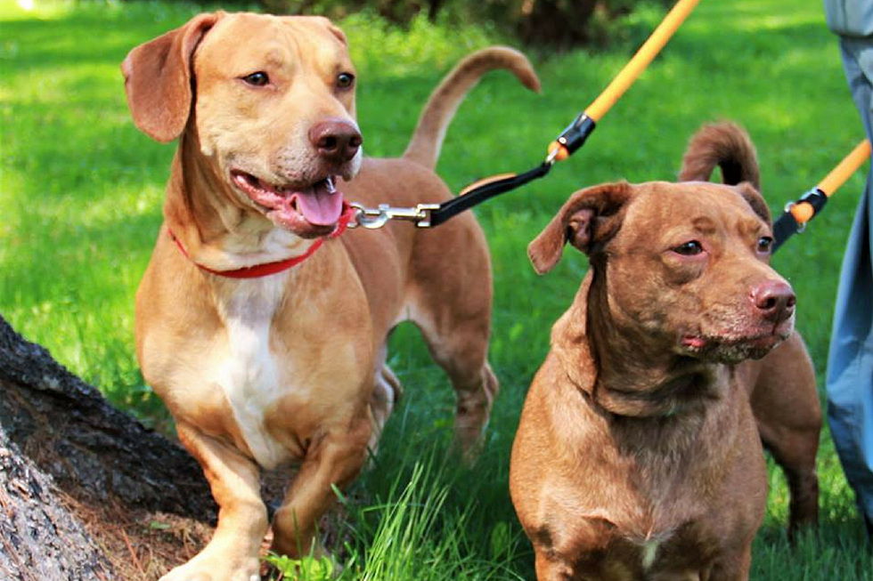 Pair of Pups Still Searching for a New Home After Months at the Kennebec Valley Humane Society