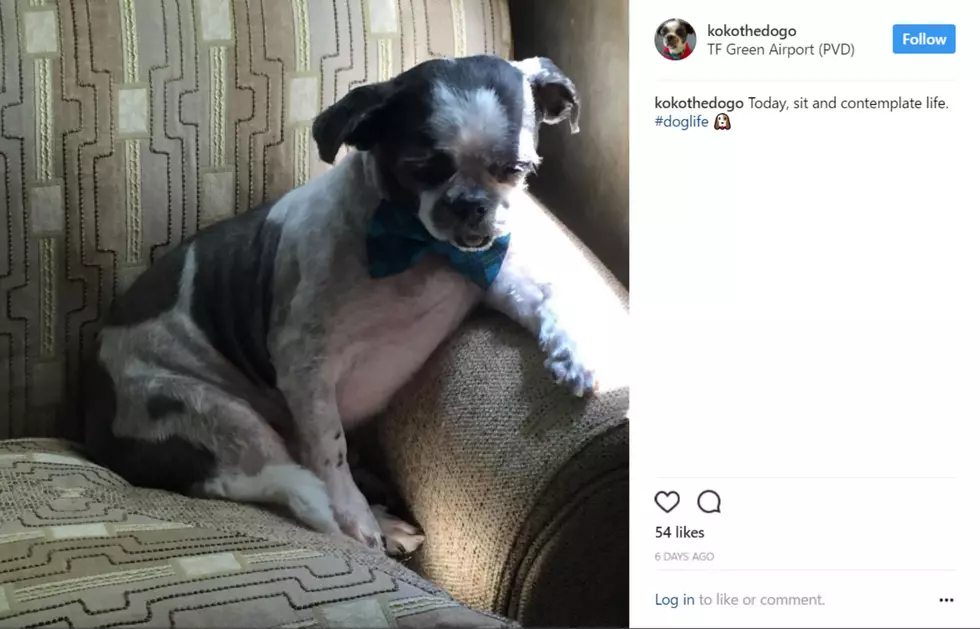 Maine Dog Reenacts Celebrity Photos on Instagram