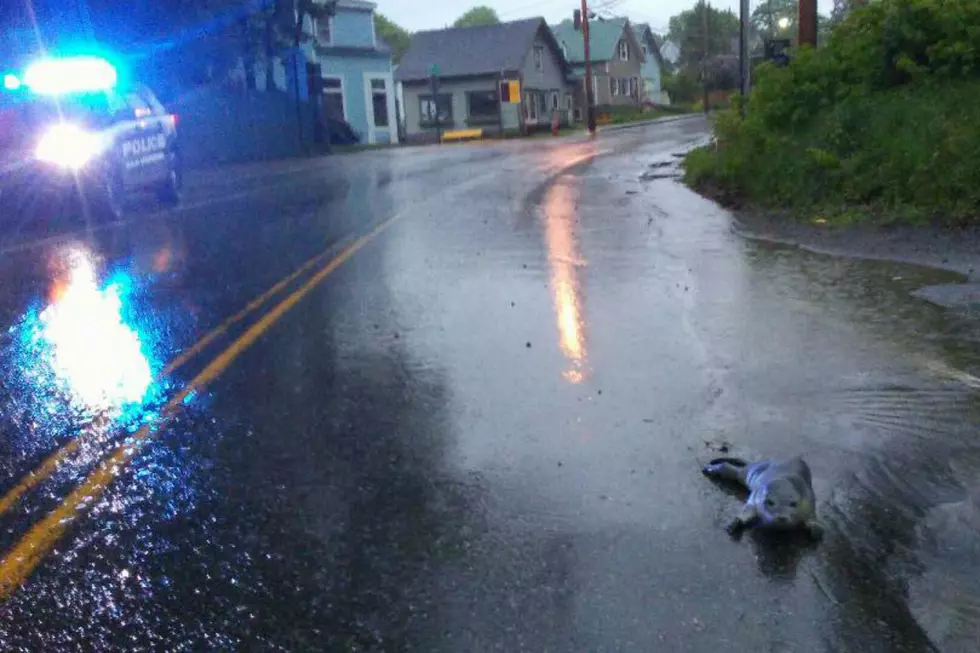 Baby Seal Rescued From The Middle of Route 3 in Bar Harbor