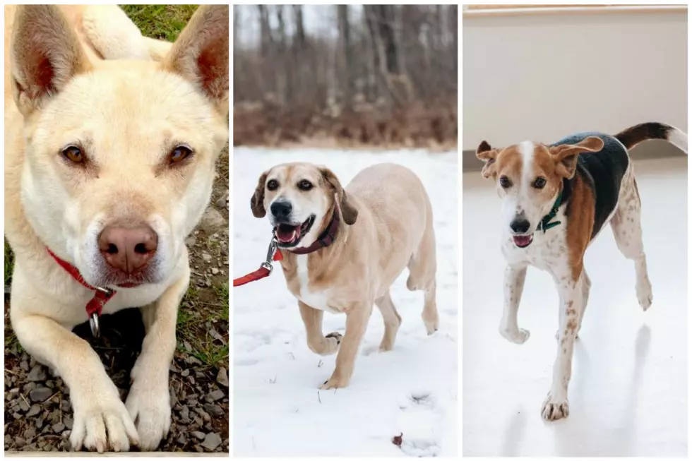 3 Senior Dogs in Maine Searching for Their Forever Home