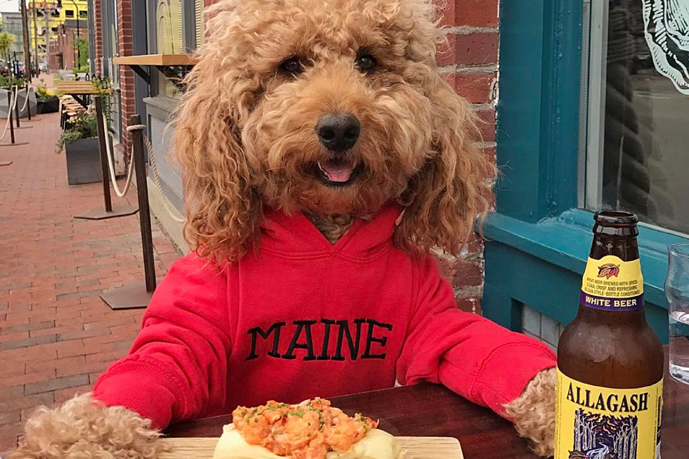 A New York City Dog Visited Maine for the Weekend and I Think I Like Tourists Now